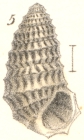 Rissoina horrida Garrett, 1873