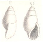 Rissoina (Zebina) pygmaea Cossmann, 1888
