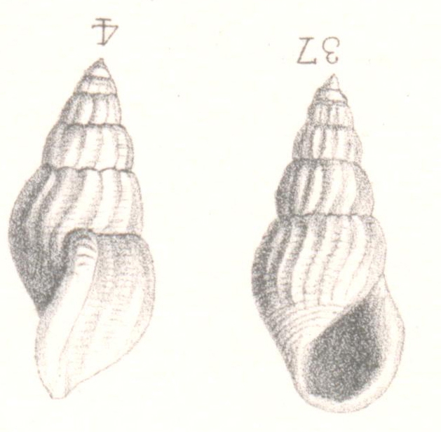 Rissoina raincourti Cossmann, 1885