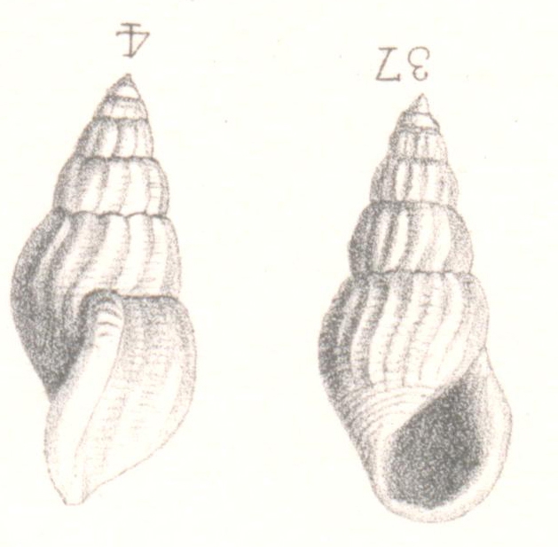 Rissoina raincourti Cossmann, 1885 Rissoina raincourti Cossmann, 1885