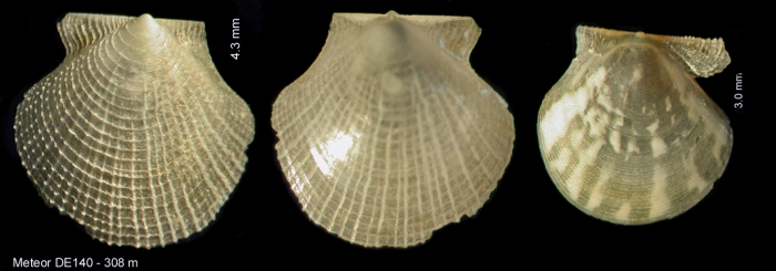 Parvamussium intuslaeve Dijkstra & Gofas, 2004 Parvamussium intuslaeve Dijkstra & Gofas, 2004