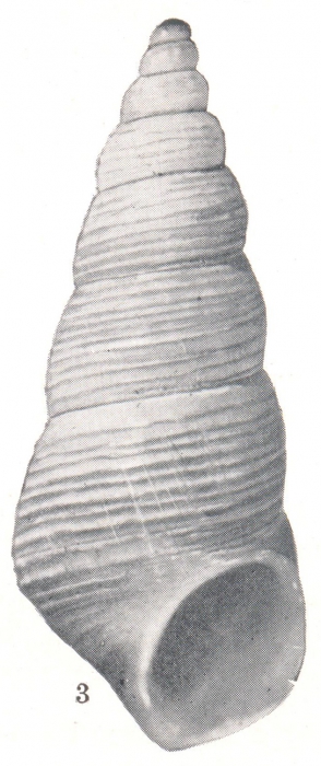Rissoina berryi Baker, Hanna and Strong, 1930 Rissoina berryi Baker, Hanna and Strong, 1930
