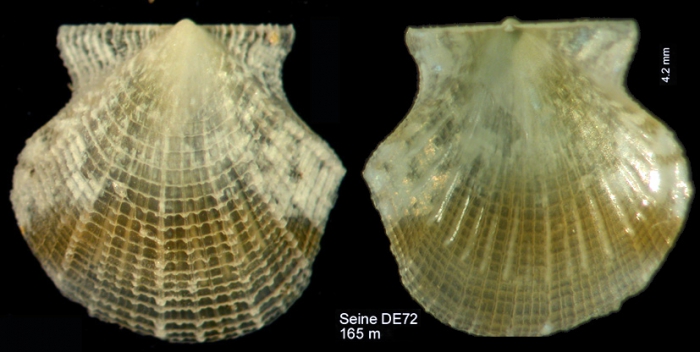 Parvamussium fenestratum (Forbes, 1844)