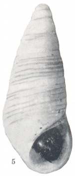 Rissoina melanelloides. Baker, Hanna and Strong, 1930