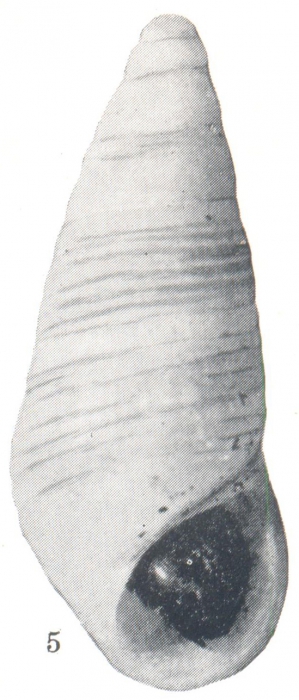 Rissoina melanelloides. Baker, Hanna and Strong, 1930 Rissoina melanelloides. Baker, Hanna and Strong, 1930