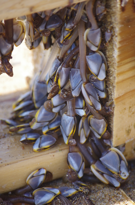 Eendenmossels