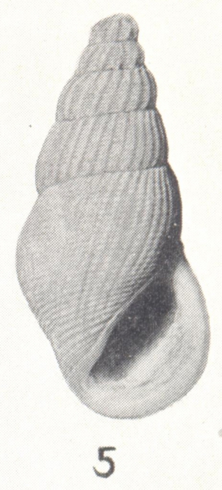Rissoina allemani Bartsch, 1931 Rissoina allemani Bartsch, 1931