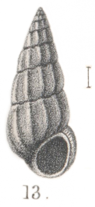 Rissoina pseudoscalaris Melvill & Standen, 1901