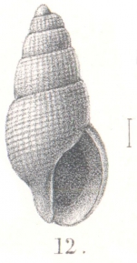 Stosicia paschalis (Melvill & Standen, 1901) 