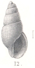 Stosicia paschalis (Melvill & Standen, 1901) 