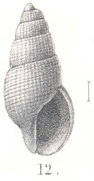 Stosicia paschalis (Melvill & Standen, 1901) Stosicia paschalis (Melvill & Standen, 1901)