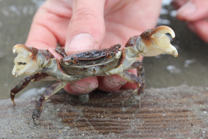 Japanese shore crab - Hemigrapsus sanguineus