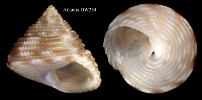 Clelndella perforata Gofas, 2005Specimen from Atlantis seamount, 'Seamount 2' DW254, 280 m (actual height 6.5 mm)