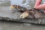 Japanese shore crab - Hemigrapsus sanguineus