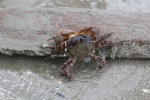 Japanese shore crab - Hemigrapsus sanguineus