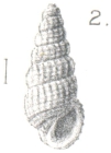 Rissoina (Phosinella) phormis Melvill, 1904