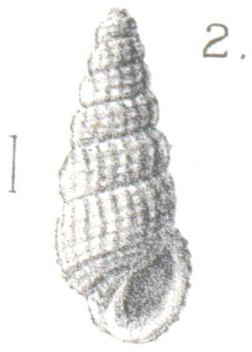 Rissoina (Phosinella) phormis Melvill, 1904 Rissoina (Phosinella) phormis Melvill, 1904