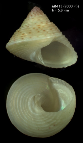 Clelandella myriamae Gofas, 2005