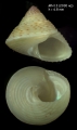 Mollusca (molluscs)