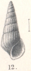 Rissoina isosceles Melvill & Standen, 1903