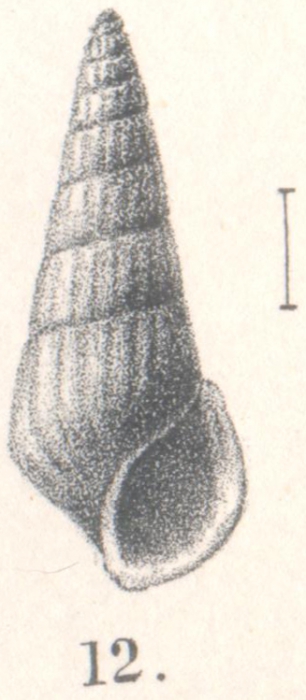 Rissoina isosceles Melvill & Standen, 1903 Rissoina isosceles Melvill & Standen, 1903