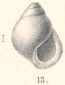 Mollusca (molluscs)