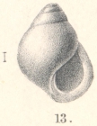Rissoina (Zebina) registomoides Melvill & Standen, 1903