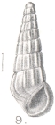 Rissoina tibicen Melvill, 1912