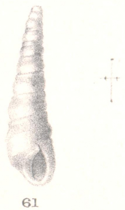 Rissoina baculumpastoris Melvill & Standen, 1896 Rissoina baculumpastoris Melvill & Standen, 1896