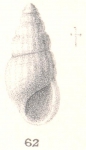 Rissoina catholica Melvill & Standen, 1896