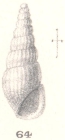 Rissoina nesiotes Melvill & Standen, 1896