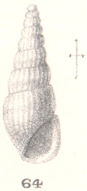 Rissoina nesiotes Melvill & Standen, 1896 Rissoina nesiotes Melvill & Standen, 1896
