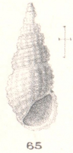 Rissoina (Phosinella) quasillus. Melvill & Standen, 1896