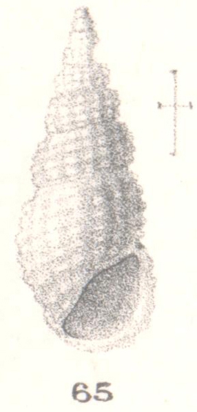 Rissoina (Phosinella) quasillus. Melvill & Standen, 1896