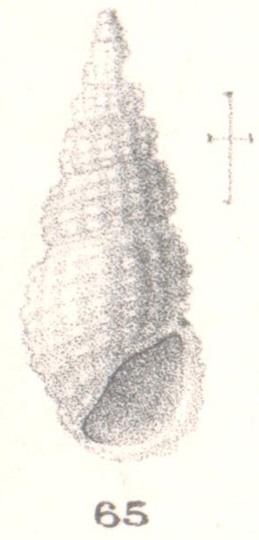 Rissoina (Phosinella) quasillus. Melvill & Standen, 1896 Rissoina (Phosinella) quasillus. Melvill & Standen, 1896