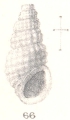 Mollusca (molluscs)