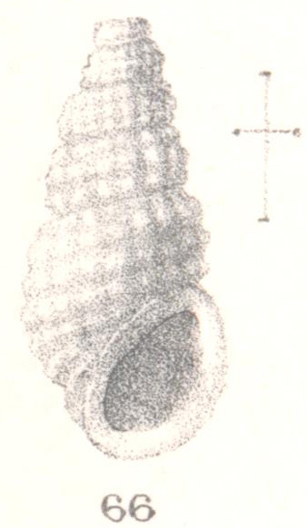 Rissoina sincera. Melvill & Standen, 1896 Rissoina sincera. Melvill & Standen, 1896