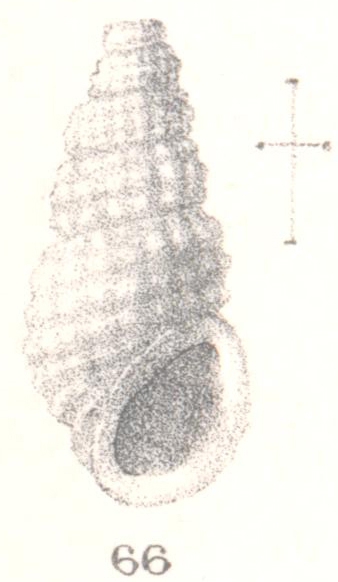 Rissoina sincera. Melvill & Standen, 1896