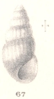 Rissoina zonula Melvill & Standen, 1896