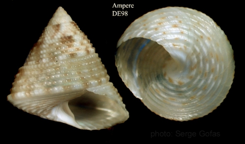 Clelandella dautzenbergi Gofas, 2005Specimen from Ampère seamount, 'Seamount 1' DE98, 300-325 m (actual height 9.3 mm)