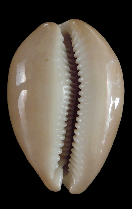 Lyncina aliceae (paratype 19_40.95mm)