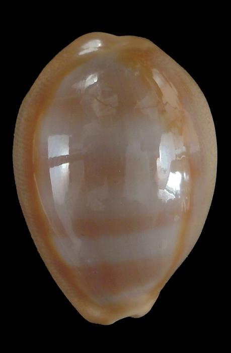 Lyncina aliceae (paratype 19_40.95mm)