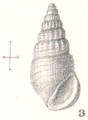 Mollusca (molluscs)