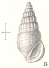Rissoina (Morchiella) thaumasia Melvill & Standen, 1898