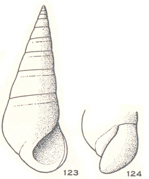 Zebina acicula Laseron, 1956 Zebina acicula Laseron, 1956