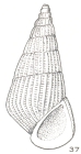 Pleneconea angulata Laseron, 1956