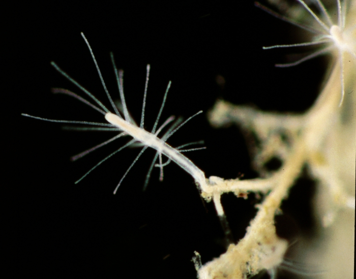 Polyp colony of Turritopsis dohrnii, Italy, Mediterranean