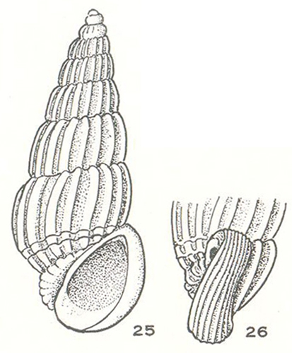 Costalynia bilineata Laseron, 1956 Costalynia bilineata Laseron, 1956