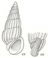 Mollusca (molluscs)