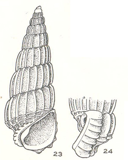 Costalynia birestes Laseron, 1956